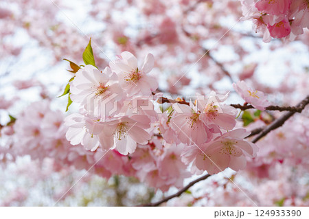 Branch of blooming cherry tree, pink sakura blossom flower springtime background Branch of blooming cherry tree, pink sakura blossom flower springtime background 124933390
