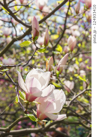 Blooming tree branch with white Magnolia soulangeana flowers in garden, outdoors Blooming tree branch with white Magnolia soulangeana flowers in garden, outdoors 124933410