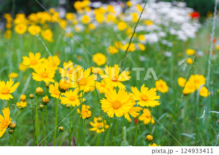 Yellow flower lance leaved, Coreopsis lanceolata, Lanceleaf Tickseed or Maiden eye on meadow, field Yellow flower lance leaved, Coreopsis lanceolata, Lanceleaf Tickseed or Maiden eye on meadow, field 124933411