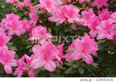 Blooming pink japan Azalea Ericaceae bush, Geisha Purple, rhododendron flower macro, background 124933420