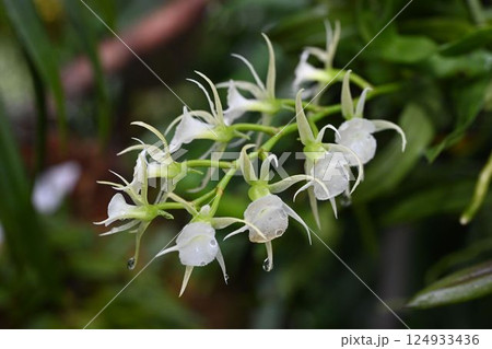 マダガスカル原産の樹木に着生する白色の不思議な形の花の花序が綺麗なオエオニエラ・ポリスタキス マダガスカル原産の樹木に着生する白色の不思議な形の花の花序が綺麗なオエオニエラ・ポリスタキス 124933436