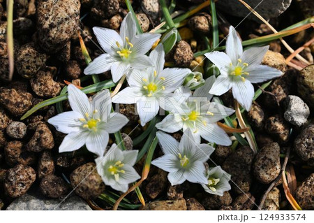 トルコ原産の白色の花弁の中心に黄色の雄しべの花の群生が綺麗なオオアマナの仲間 124933574
