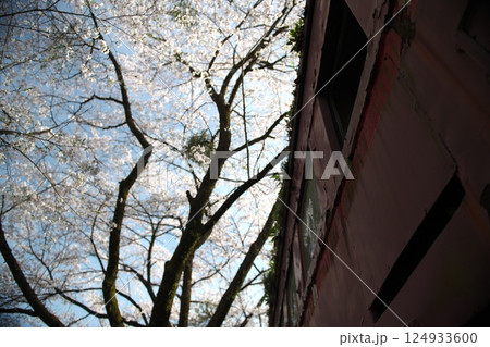 何年目かの春 124933600