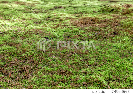 わずかな木漏れ日が似合う苔の造形美【背景素材】 124933668