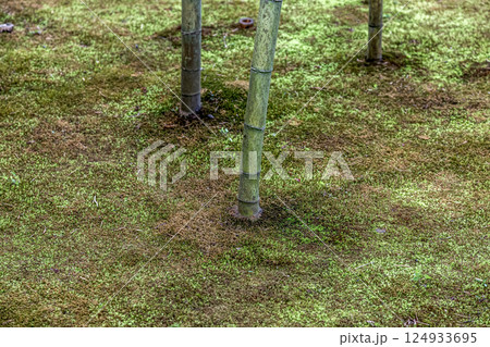 わずかな木漏れ日が似合う苔の造形美【背景素材】 124933695