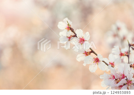 Beautiful branches of white and pink Cherry blossoms on the tree. Beautiful Sakura flowers at spring in the park, nature background. Beautiful branches of white and pink Cherry blossoms on the tree. Beautiful Sakura flowers at spring in the park, nature background. 124933893