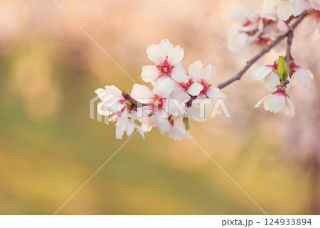 Beautiful branches of white and pink Cherry blossoms on the tree. Beautiful Sakura flowers at spring in the park, nature background. 124933894