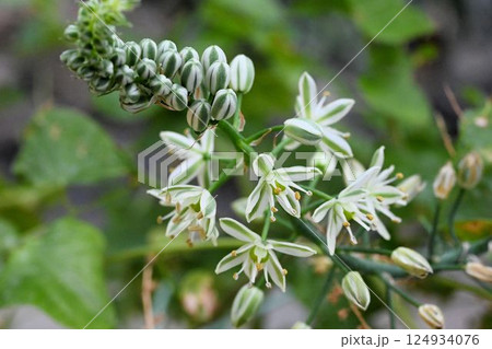 南アフリカ原産の白色の花弁に緑色の筋が入った花の花序が綺麗なつる性植物のキッコウリュウ 南アフリカ原産の白色の花弁に緑色の筋が入った花の花序が綺麗なつる性植物のキッコウリュウ 124934076