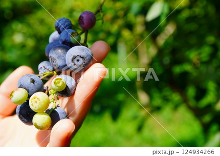 小学5年生の子供と夏休みに親子でブルーベリー狩りに行ってきたよ。摘み取ったブルーベリーを摘んでいる子 124934266
