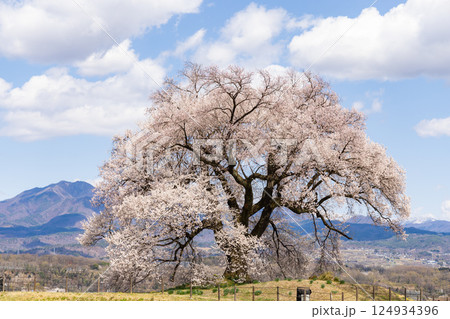 わに塚のサクラ 124934396