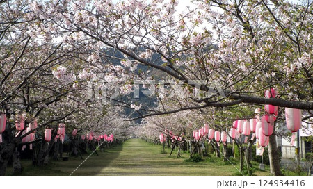 薩摩国一之宮(新田神社参道の桜） 124934416