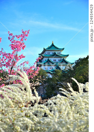 《愛知県》春の名古屋城と満開の桜 124934429