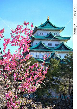 《愛知県》春の名古屋城と満開の桜 《愛知県》春の名古屋城と満開の桜 124934430