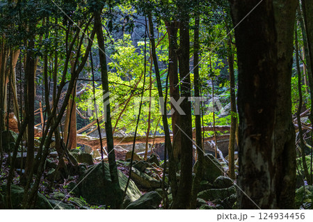 木漏れ日　西部林道地域　世界自然遺産屋久島(夏 124934456
