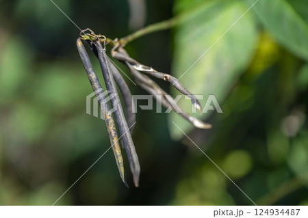秋に熟した野生の小豆、ヤブツルアズキの果実 秋に熟した野生の小豆、ヤブツルアズキの果実 124934487