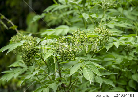 初夏に青く膨らんできたニワトコの果実 124934491