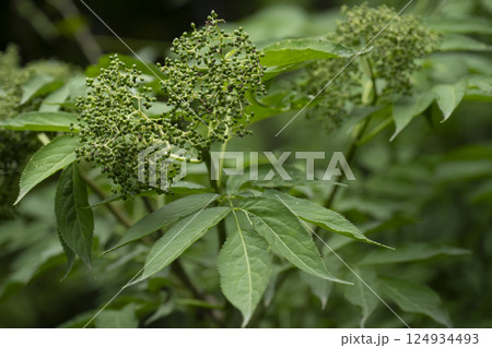 初夏に青く膨らんできたニワトコの果実 初夏に青く膨らんできたニワトコの果実 124934493