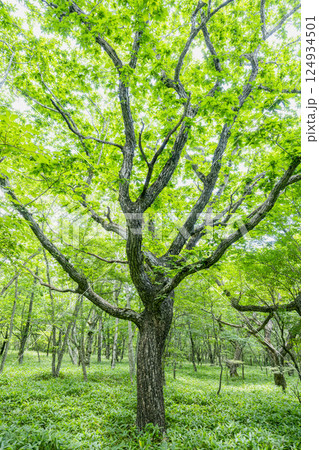 高原で新緑が眩しいミズナラの大木(赤城山) 124934501