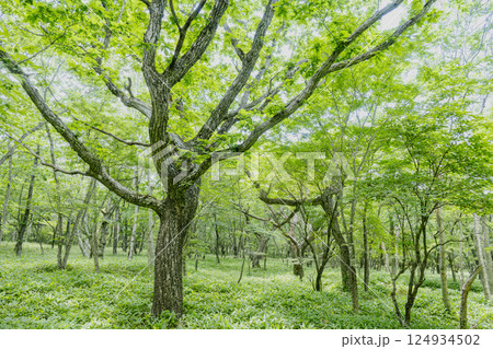 高原で新緑が眩しいミズナラの大木(赤城山) 124934502