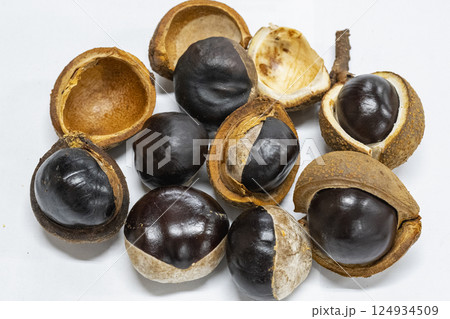 秋に実ったツヤツヤのトチノキの果実、トチノミ 124934509