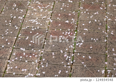 地面に落ちた桜の花びら 地面に落ちた桜の花びら 124934548