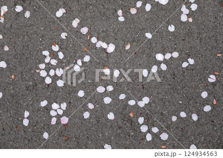 地面に落ちた桜の花びら 地面に落ちた桜の花びら 124934563