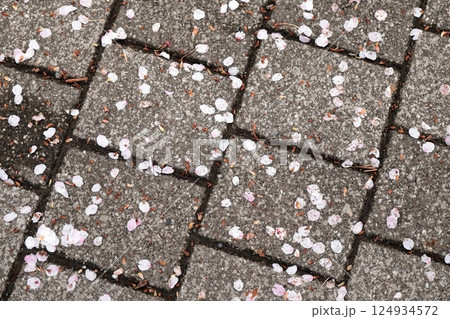 地面に落ちた桜の花びら 地面に落ちた桜の花びら 124934572