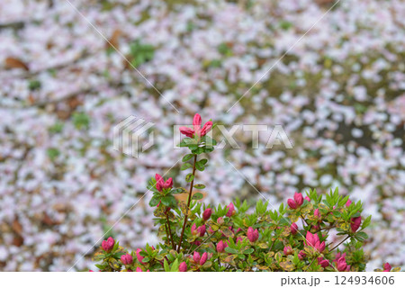 赤い蕾と桜の花びら 124934606