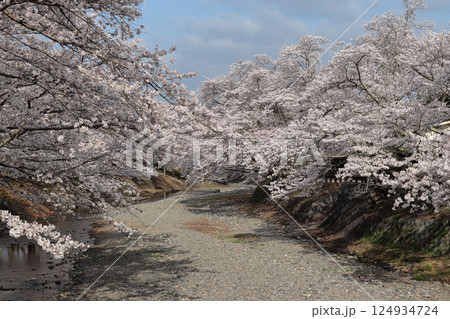 京都府亀岡市 七谷川の桜並木 京都府亀岡市 七谷川の桜並木 124934724
