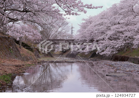 京都府亀岡市 七谷川の桜の風景 京都府亀岡市 七谷川の桜の風景 124934727