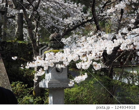 川にかかる桜 124934918