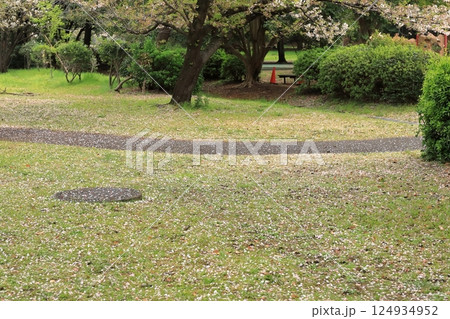 地面に落ちた桜の花びら 124934952