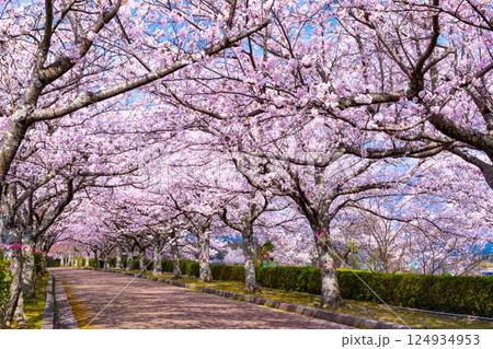 京都 和らぎの道の桜並木 124934953