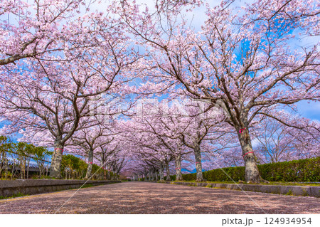 京都 和らぎの道の桜並木 京都 和らぎの道の桜並木 124934954