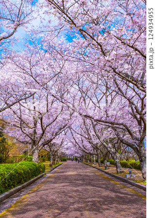 京都 和らぎの道の桜並木 京都 和らぎの道の桜並木 124934955
