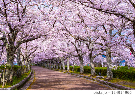 京都 和らぎの道の桜並木 京都 和らぎの道の桜並木 124934966