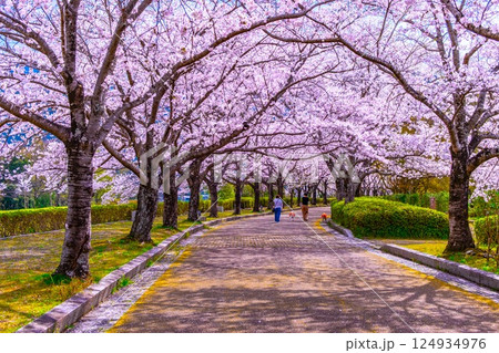 京都 和らぎの道の桜並木 124934976