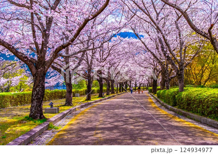 京都 和らぎの道の桜並木 京都 和らぎの道の桜並木 124934977
