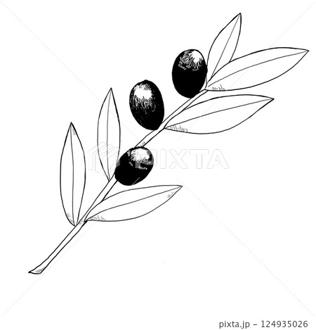 黒オリーブの線画イラスト 124935026