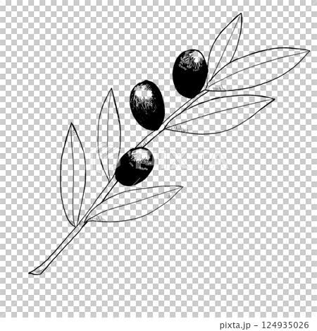 黒オリーブの線画イラスト 124935026