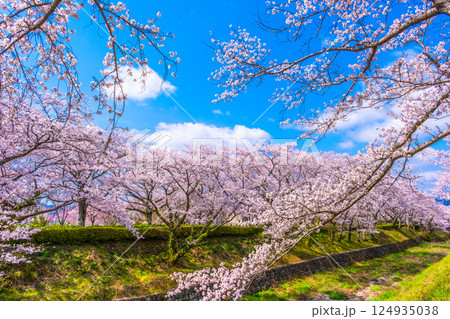 京都 七谷川の桜並木 124935038