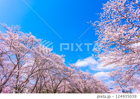 京都 七谷川の桜並木 京都 七谷川の桜並木 124935039