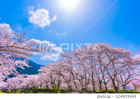 京都 七谷川の桜並木 124935041