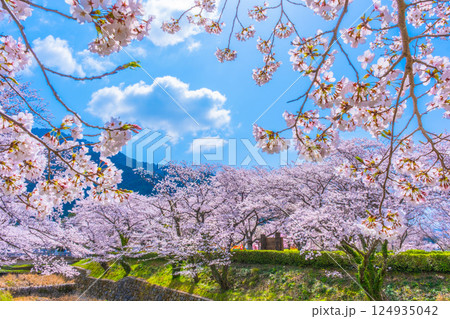 京都 七谷川の桜並木 124935042