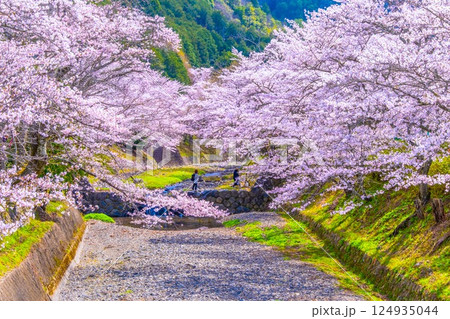 京都 七谷川の桜並木 124935044