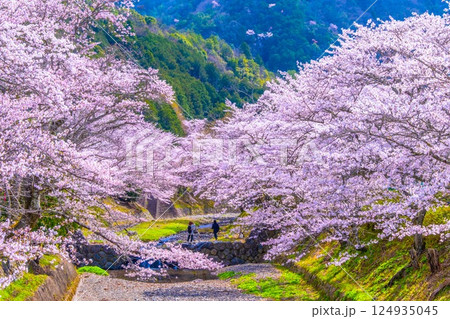 京都 七谷川の桜並木 京都 七谷川の桜並木 124935045