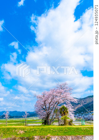 京都 七谷川の桜 京都 七谷川の桜 124935071