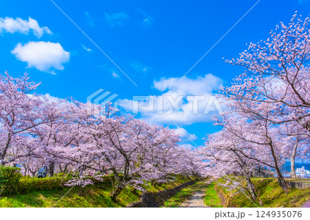 京都 七谷川の桜並木 京都 七谷川の桜並木 124935076