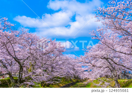 京都 七谷川の桜並木 京都 七谷川の桜並木 124935081