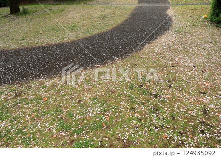 地面に落ちた桜の花びら 地面に落ちた桜の花びら 124935092
